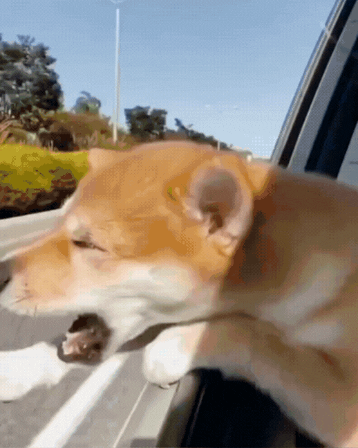 Comfy Ride Pet Safety Belt