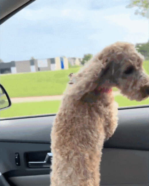 Comfy Ride Pet Safety Belt